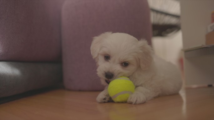 可爱的小狗躺在地板上玩网球