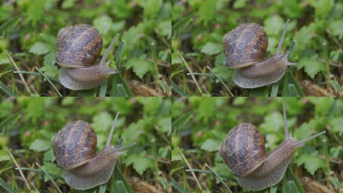 蜗牛在草地上爬行自然