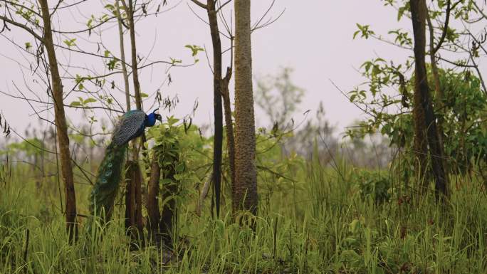 一只雄性孔雀在卡兹兰加国家公园慢动作飞行