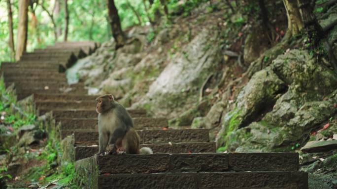 猴子 猕猴 黔灵山