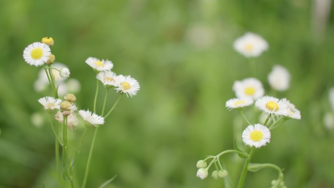 一年蓬菊花