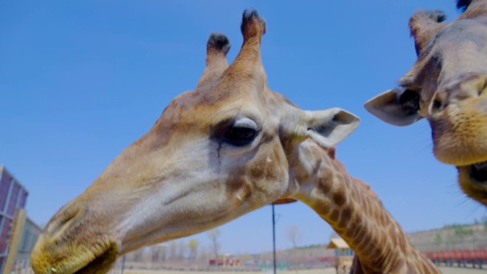 动物园长颈鹿吃草4K视频素材