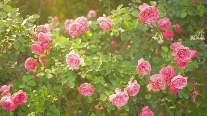 唯美意境花园花圃花朵争相斗艳夏日温馨空镜