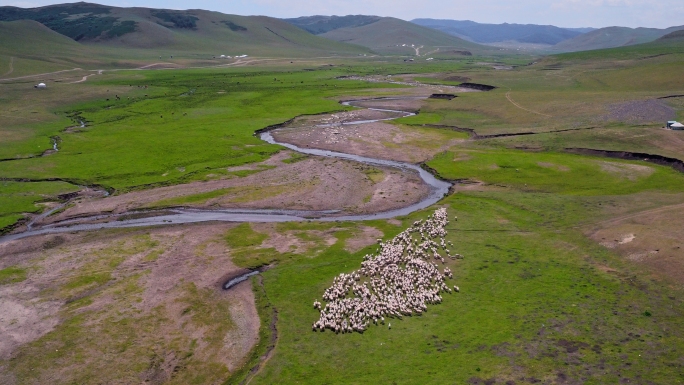 生态草原牧羊