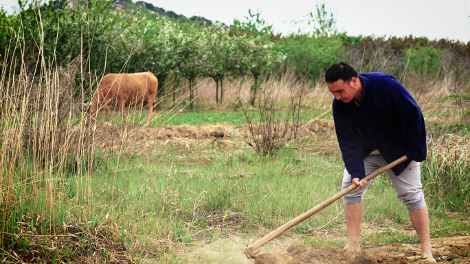 农民开荒种地，田间劳作，