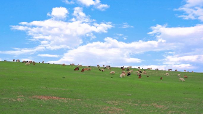 新疆伊犁大草原的羊群