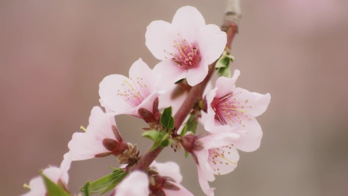 河口 桃花 春天 辽宁 鸭绿江