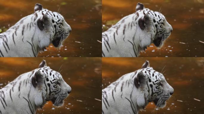 一只罕见的蓝眼睛白虎的肖像。水景中的白虎侧视图——带有复制空间的动物背景。