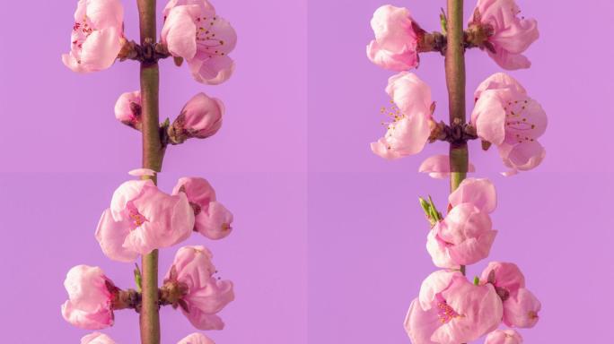 桃花在水平方向旋转开花，延时4k视频。桃李在春天开花的视频。