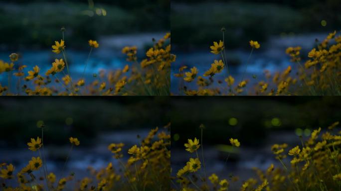 夜间河流上方萤火虫发光的延时视频