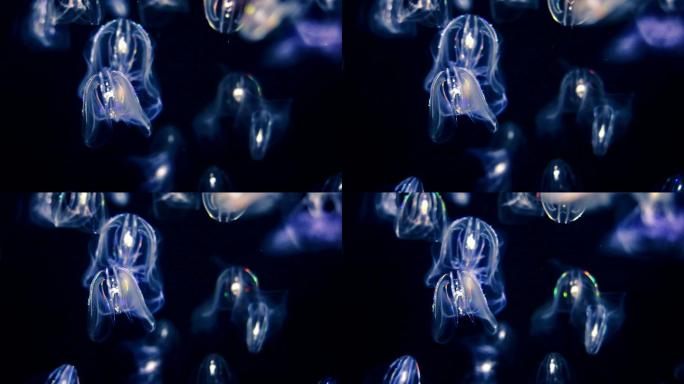 疣冠水母水母