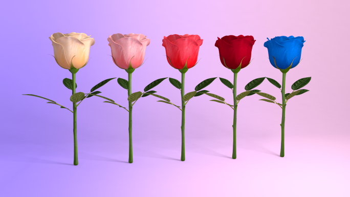 浪漫玫瑰花c4d工程模板素材