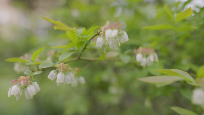 北高丛蓝莓花。花朵