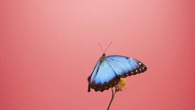 粉色背景下花朵上的蓝色形态蝴蝶