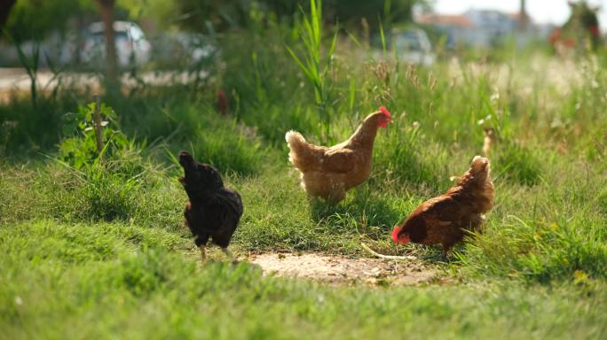 鸡养殖农产禽类