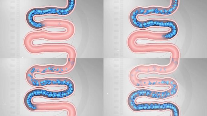 益生菌 吸收 肠道 健康