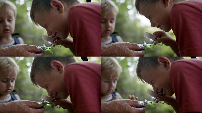 小男孩们在树林里检查树叶上的昆虫