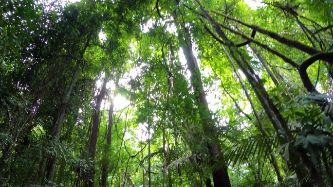 热带雨林丛林原始森林