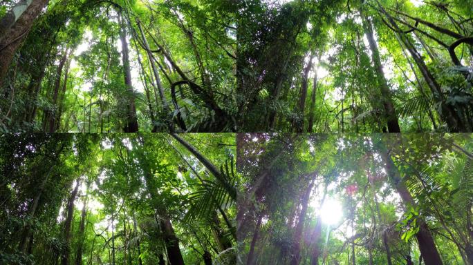 热带雨林丛林原始森林