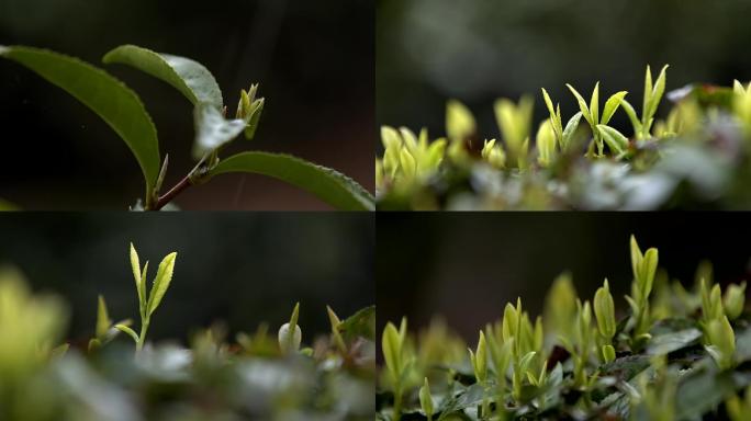 黄山毛峰茶树