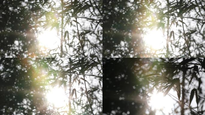 阳光树叶唯美时光夏天夏季意象镜头A001