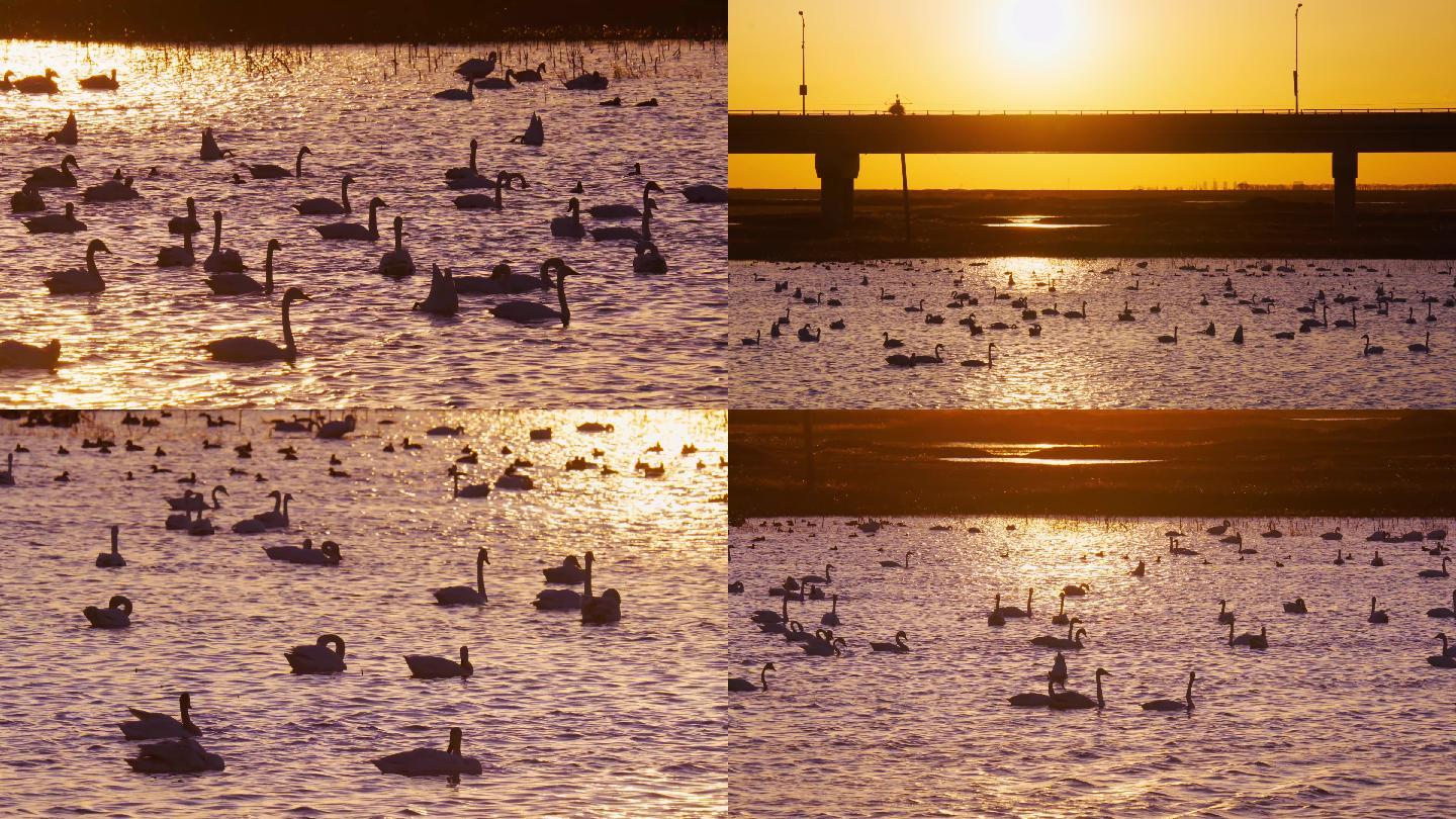 夕阳下天鹅觅食4K高帧率视频素材