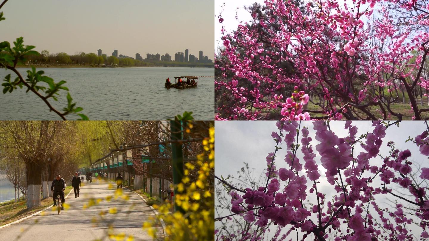 北京通州大运河森林公园日出春暖花开春游