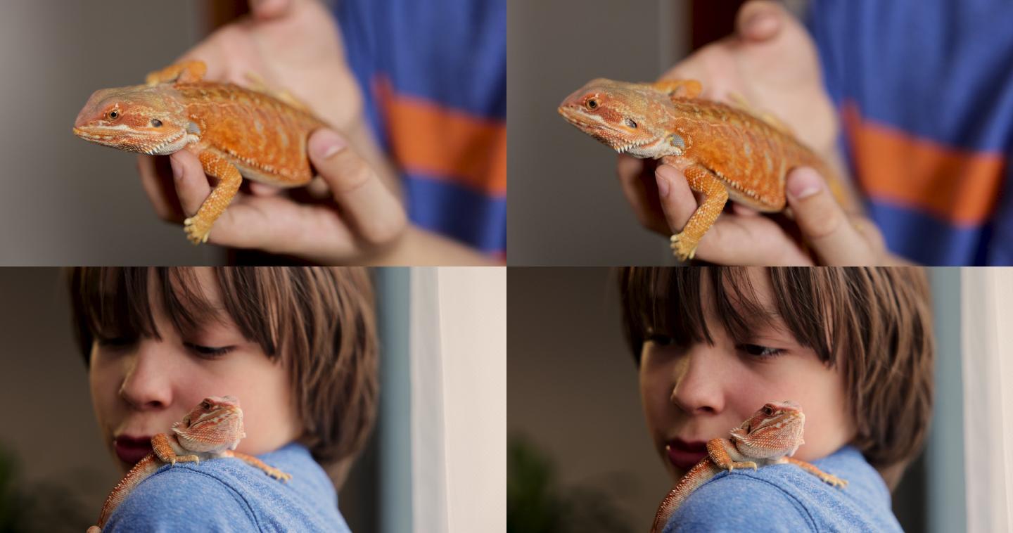 男孩手里拿着他的宠物蜥蜴，把它放在肩膀上