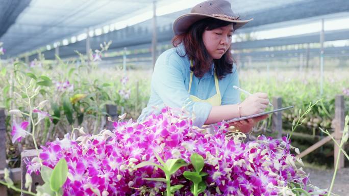亚洲女农场主使用技术数字平板电脑在兰花农田中行走，检查质量控制、农业或农产工业概念。