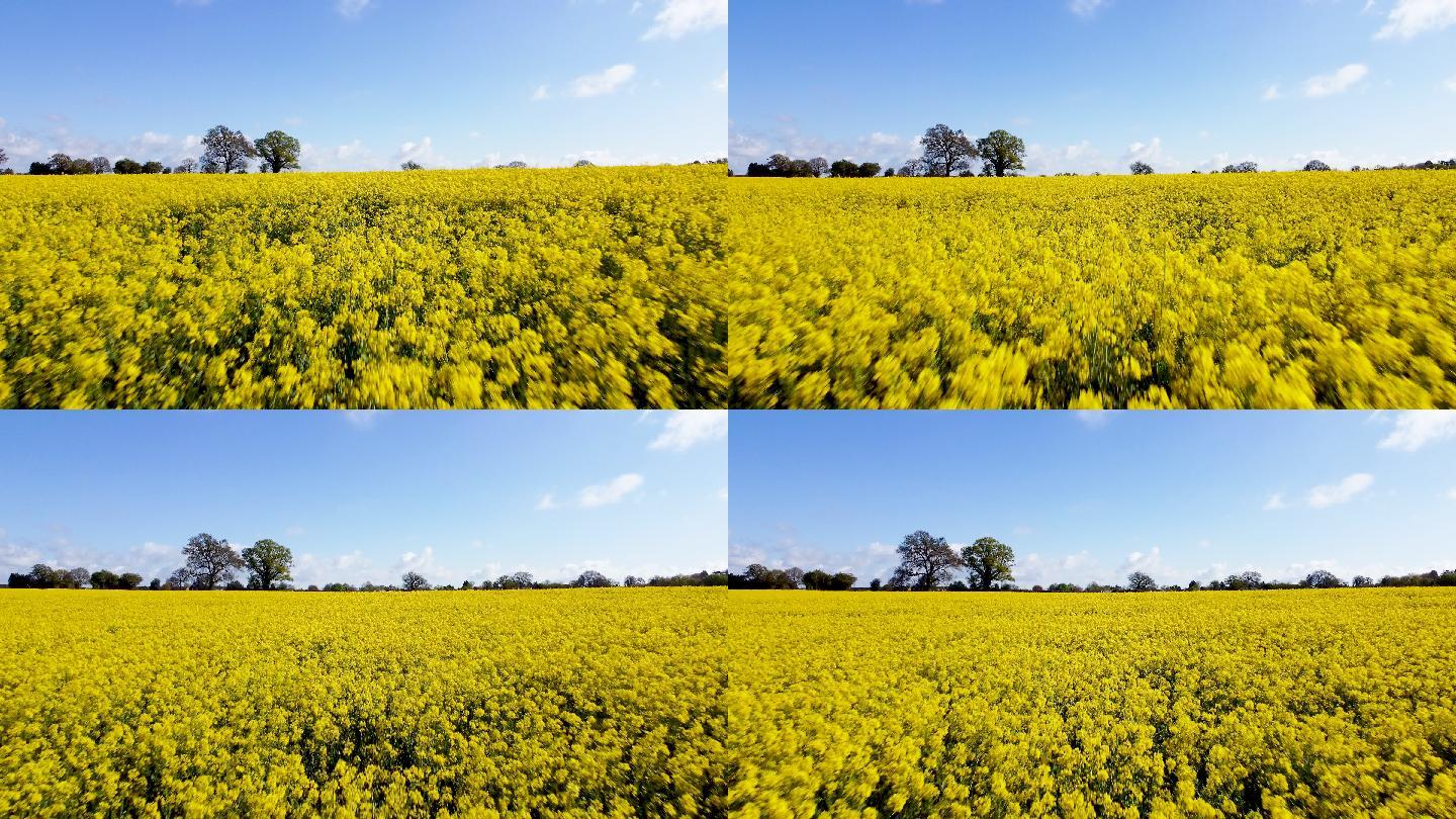 无人机飞越油菜田。这种亮黄色开花植物的栽培主要是因为其富含油脂的种子。