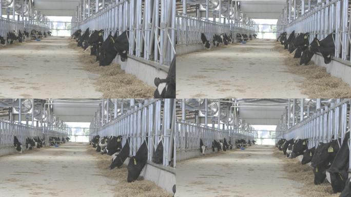 有饲料的饲养场，奶牛从中进食。