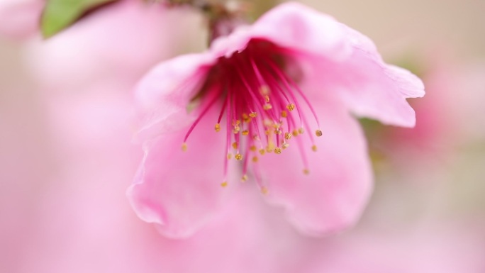 桃花 河口 丹东 宽甸  燕红桃