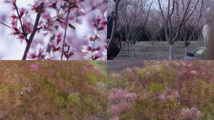 春天的桃花林