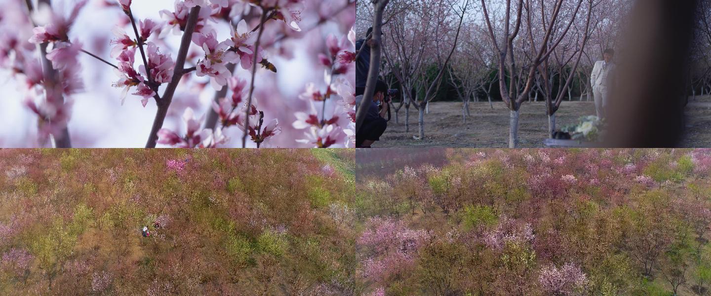 春天的桃花林