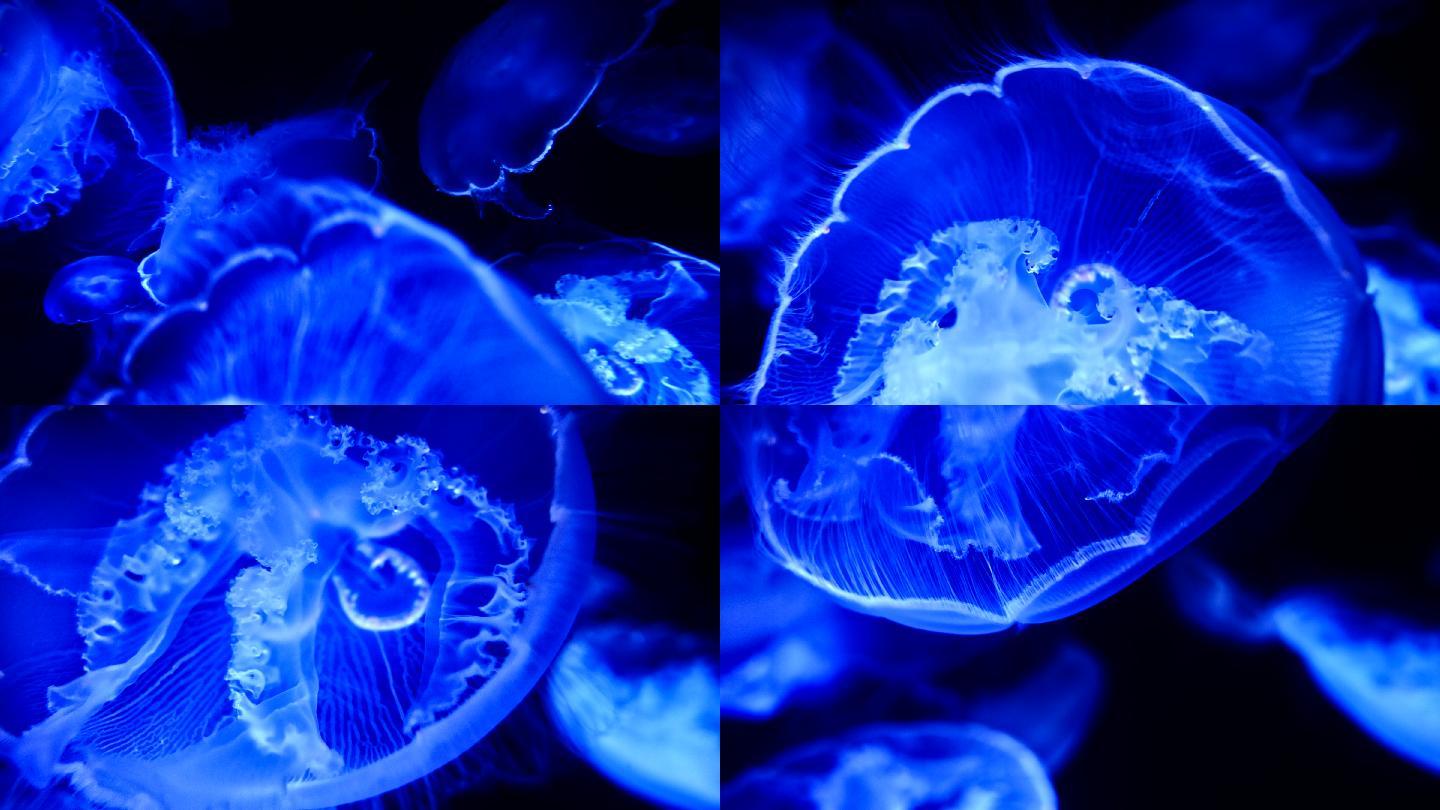 海月水母水母