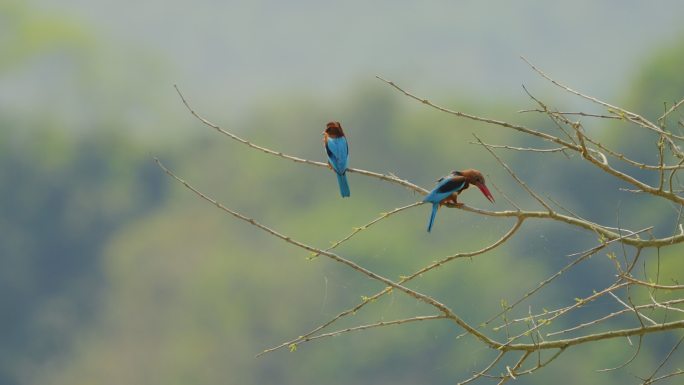 白喉翠鸟坐在栖木上慢动作吃鱼