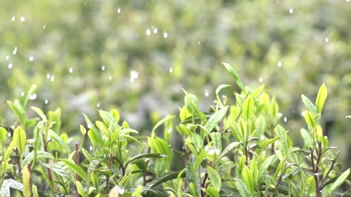 雨滴茶叶