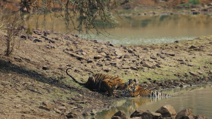 孟加拉虎一家，雌雄幼崽以慢动作在水池中休息