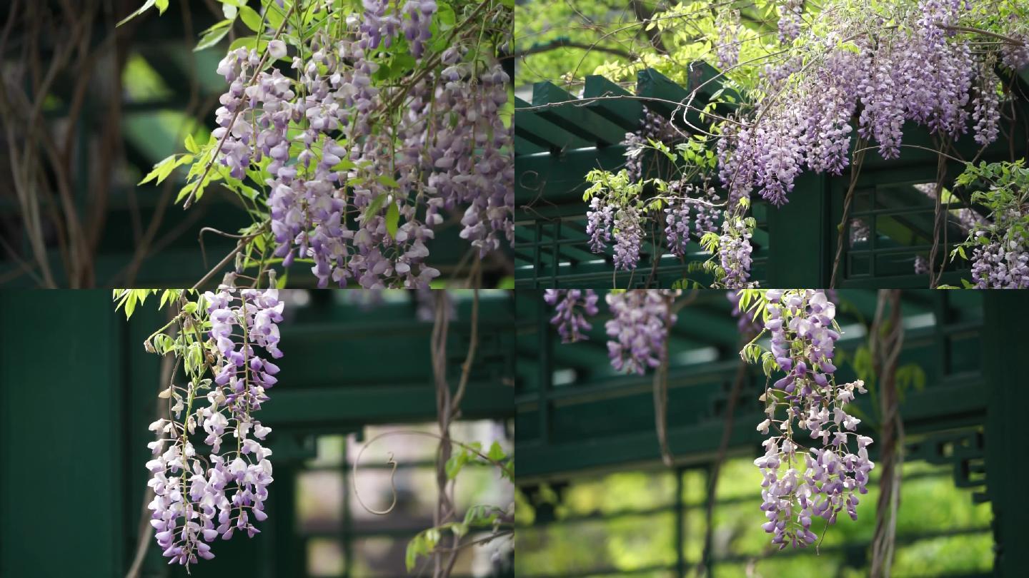 紫藤紫色的花紫萝棚架下的紫藤花风姿绰约