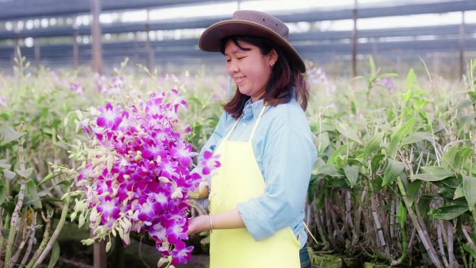 4K慢镜头：亚洲女农场主在兰花农场收割或检查质量控制、农业或农产工业概念。