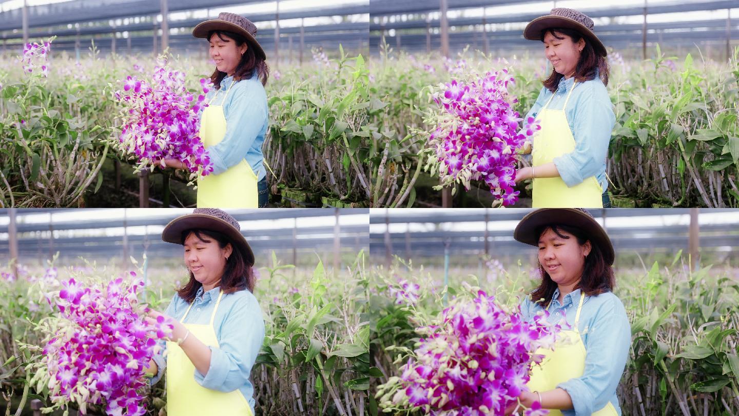 4K慢镜头：亚洲女农场主在兰花农场收割或检查质量控制、农业或农产工业概念。