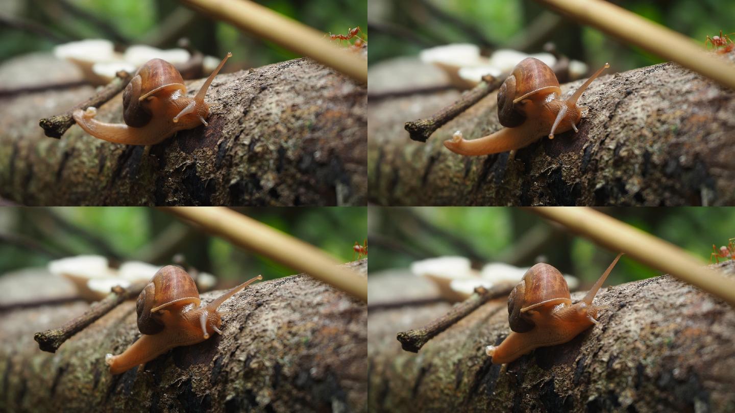 蜗牛在木头上行走缓慢大自然