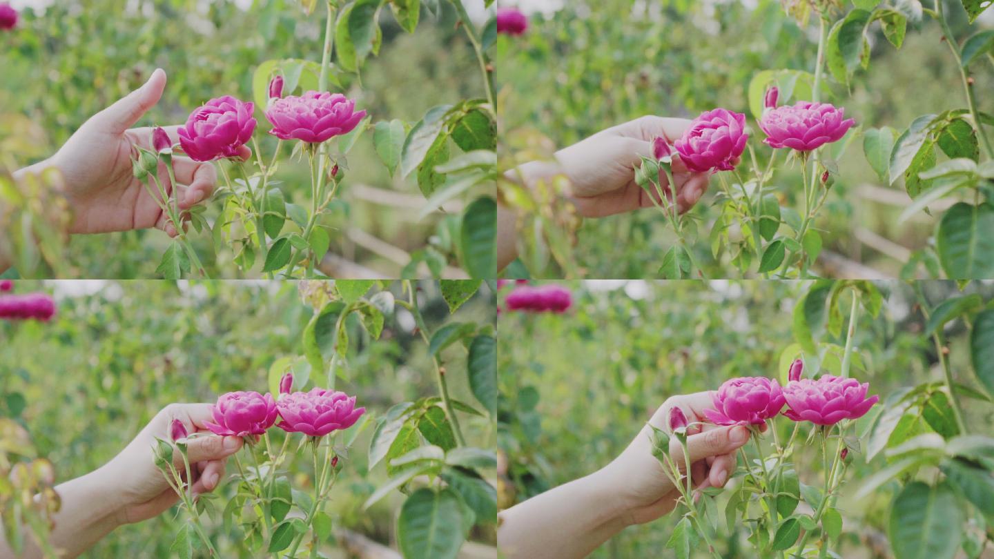 果园里一个女人手触摸洋红玫瑰的特写镜头