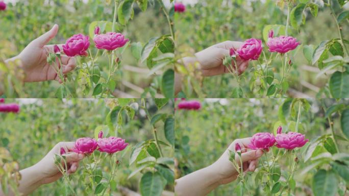 果园里一个女人手触摸洋红玫瑰的特写镜头