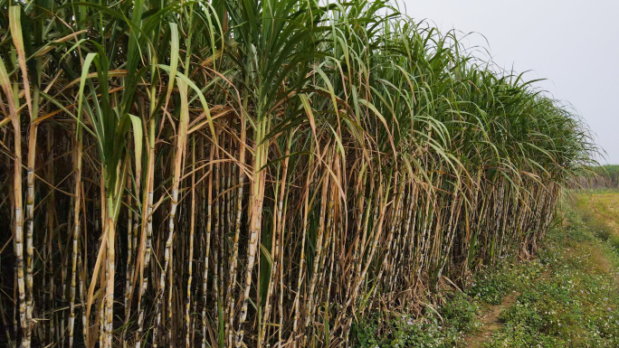广西甘蔗地榨糖甘蔗种植经济作物农业糖业