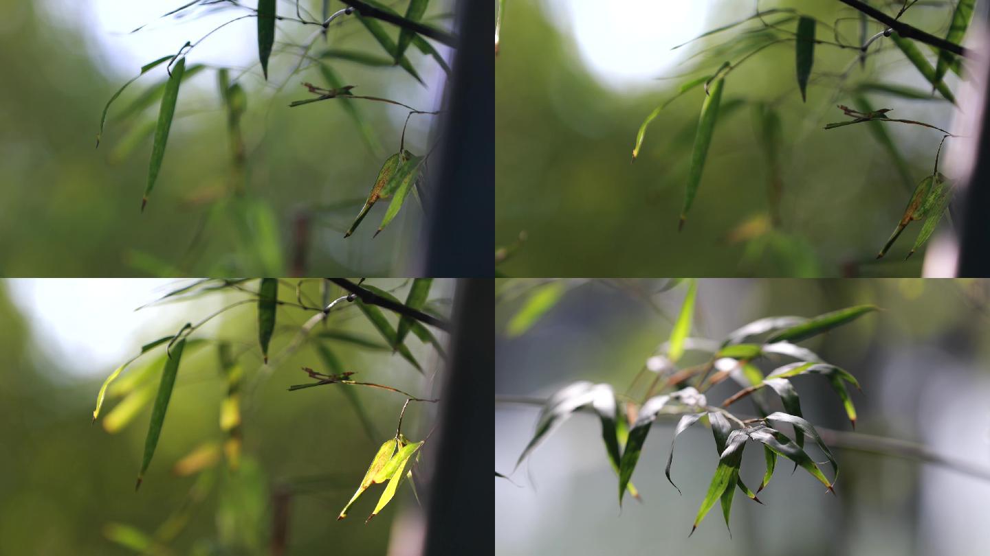 夏天大自然树叶叶子意象镜头A001