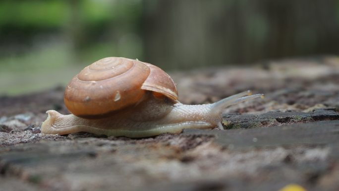木头上的蜗牛蜗牛特写微距