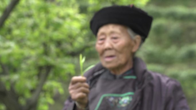 百岁奶奶唱茶歌