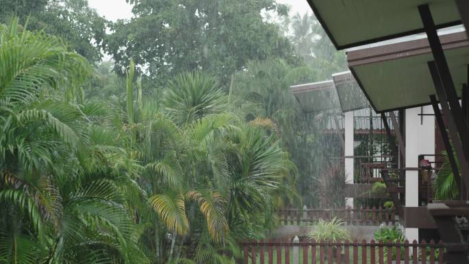 热带雨下雨雨水滴下来