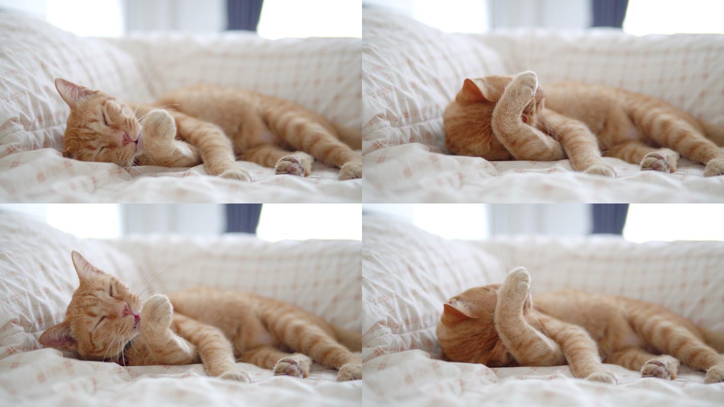 缅因州斑猫躺在床上梳洗自己。